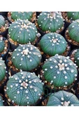 Astrophytum Asterias serisi 1 adet nadir koleksiyon kaktüs 5.5 cm kahverengi saksıda - 1