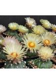 Astrophytum Asterias serisi 1 adet nadir koleksiyon kaktüs 5.5 cm kahverengi saksıda - 4