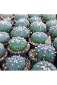 Astrophytum Asterias serisi 1 adet nadir koleksiyon kaktüs 5.5 cm kahverengi saksıda - 2