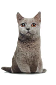 Nishev 3D Dijital Baskılı Dekoratif Kedi Yastık DUMAN - 1