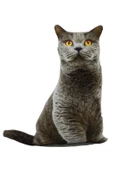 Nishev 3D Dijital Baskılı Dekoratif Kedi Yastık BRİTİSH SHORTHAİR - 2