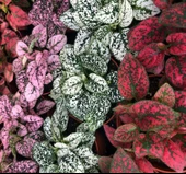 Saksılı Fittonia Hostes Çiçeği Çilli Yaprak Güzeli Yeşil Beyaz Puanteli thumbnail 2