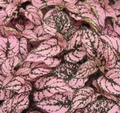 Pembe Yeşil Fittonia Hostes Çiçeği Çilli Yaprak Güzeli - 1