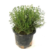 Saksılı Kekik Fidanı 15-25 Cm Büyük Boy Potted Thyme Sapling - 1