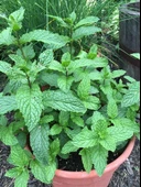 Saksılı Nane Fidanı Fidesi 1 Adet 10-20 Cm Mentha thumbnail 3