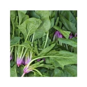 Matador Ispanak Tohumu 100 GR - 1