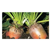 Hayvan Pancarı Sarı 100 gr - 1