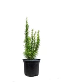 Biberiye Fidanı 5 Adet 20-30 cm - 1