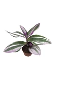 Nanouk Telgraf Çiçeği 10-20 cm Tradescantia Nanouk thumbnail 3