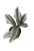 Nanouk Telgraf Çiçeği 10-20 cm Tradescantia Nanouk thumbnail 2