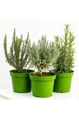 Üçlü Bitki Seti Kekik Nane Itır 3 Lü Set 10-20 Cm Aromatik - 1