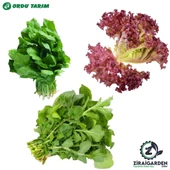 Agrokar Kırmızı Marul 2 GR-Bursa Tohum Bt Bu-Rok Roka 25Gr-Bu-Ter Tere Otu 25Gr 3lü Tohum Seti - 1
