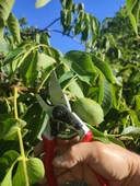 Kıng Tıger Budama Makası KT-16 - 3