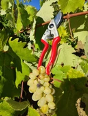 Kıng Tıger Budama Makası KT-16 - 4