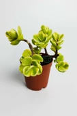 Para ağacı bereket çiçeği afra variegata özel tür sukulent Crassula Ovata yeşil sarı yapraklı bonsai - 1