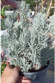Kokulu Lavanta Fidanı 1 Adet 10-20 Cm - 2