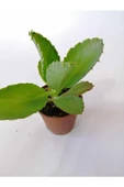 Aşkın Gözyaşı Çiçeği 10-20 Cm - 1