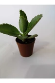 Aşkın Gözyaşı Çiçeği 10-20 Cm - 3