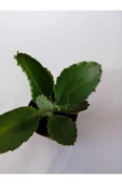 Aşkın Gözyaşı Çiçeği 10-20 Cm - 2
