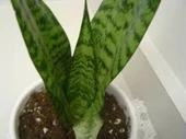 Sansevieria Paşa Kılıcı Peygamber Kılıcı 10-20 cm - 1