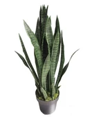 Sansevieria Paşa Kılıcı Peygamber Kılıcı 10-20 cm - 4