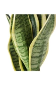 Sansevieria Paşa Peygamber Kılıcı Çiçeği Trifasciata - 3