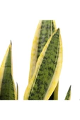 Sansevieria Paşa Peygamber Kılıcı Çiçeği Trifasciata - 2