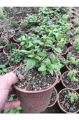 Mentha Nane Fidanı Fidesi 1 Adet 10-20 Cm - 2