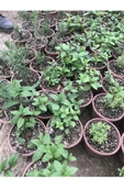 Mentha Nane Fidanı Fidesi 1 Adet 10-20 Cm - 3