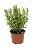 Tıbbı Aromatik Bitki Biberiye Fidanı 10-20 Cm - 1