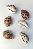 Tiger Cowry Deniz Kabuğu 32 - 2