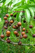 Rudrakşa Bileklik Orjinal Hindistan  Rudraksha 122 - 5