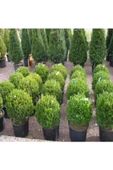 Buxus Sempervirens Şimşir Fidesi Fidanı 5 Adet 20-30 Cm - 2