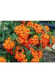 Pyracantha coccinea Nana Ateş Dikeni Fidanı 50-60 Cm - 1
