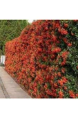Pyracantha coccinea Nana Ateş Dikeni Fidanı 50-60 Cm - 2