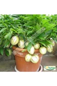 Pepino Fidanı Tüplü 1 Adet Ağaç Kavunu 10-20 cm - 3