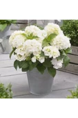 Hydrangea Mocnophylla 10-20 cm Ortanca Çiçeği Fidanı-aşılı Tüplü Beyaz Renk - 1