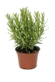 Pencere Kenarı İçin Biberiye Fidanı 10-20 cm - 1