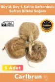 Premium Özel Dikime Hazır Yerli Üretim Büyük Boy 1. Kalite Safranbolu Safran Bitkisi Soğanı - 5 Adet - 1