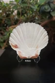Scallop Shell Deniz Kabuğu Büyük Boy 6-SS - 4