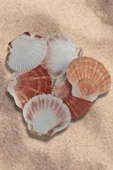 Scallop Shell Deniz Kabuğu Büyük Boy 6-SS - 5