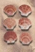Scallop Shell Deniz Kabuğu Büyük Boy 6-SS - 3