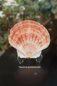 Scallop Shell Deniz Kabuğu Büyük Boy 6-SS - 2