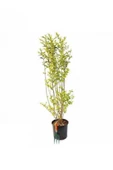 Tüplü Kurtbağrı Ligustrum Fidanı 30 - 50 cm thumbnail 1