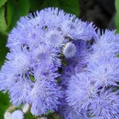 VAPUR DUMANI Tohumu Yerli Ageratum houstanianum 100 adet - 1