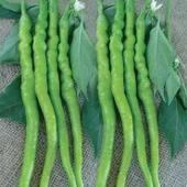 BİBER Tohumu Yerli Tatlı Kıl 5 gram - 1