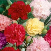 KARANFİL  Tohumu Yerli Dianthus caryophyllus 100 adet - 1