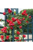 1 Adet Tüplü Kırmızı Yediveren Sarmaşık Gül Fidanı - 2