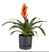 Poliwork Begonya 12 cm Renkli Plastik Tabaklı Saksı - 2
