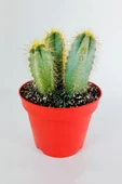 Mavi meşale kaktüs 3'lü Pilosocereus Azureus büyük boy 12 cm kırmızı saksıda thumbnail 1